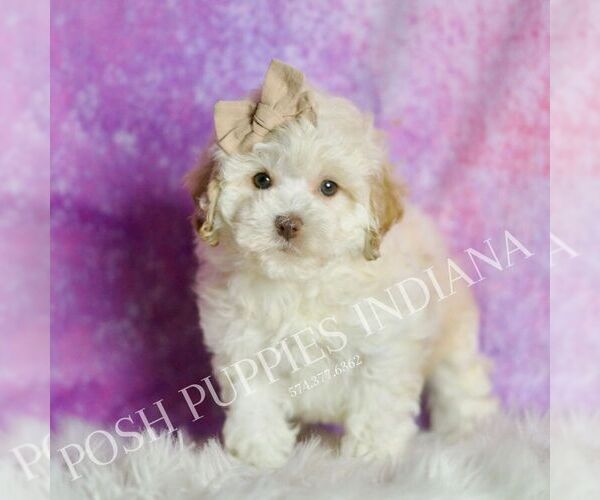 Medium Photo #37 Maltipoo (Miniature) Puppy For Sale in WARSAW, IN, USA