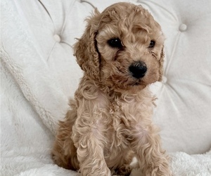 Cock-A-Poo Puppy for Sale in CONCORD, North Carolina USA