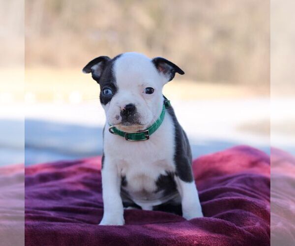 Medium Photo #1 Boston Terrier Puppy For Sale in PORT ROYAL, PA, USA