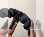 Small Photo #10 Cane Corso Puppy For Sale in WALNUT GROVE, GA, USA