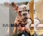 Small Photo #5 French Bulldog Puppy For Sale in ROCHESTER, MN, USA