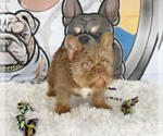 Small #1 French Bulldog