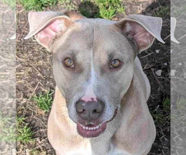 Medium Photo #5 American Pit Bull Terrier-Unknown Mix Puppy For Sale in Anniston, AL, USA
