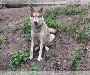 Mother of the Wolf Hybrid puppies born on 12/26/2020