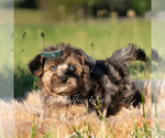 Small Photo #64 Maltipoo (Miniature) Puppy For Sale in WARSAW, IN, USA