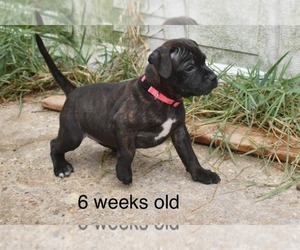 Staffordshire Bull Terrier Puppy for sale in CHALMETTE, LA, USA