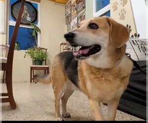 Hunter (Bonded with Jack) - Male Beagle-Unknown Mix Dog for Adoption - Photo #2
