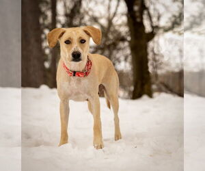 Tinsly - Female Labrador Retriever-Unknown Mix Dog for Adoption - Photo #16
