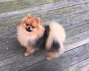 Father of the Pomeranian puppies born on 11/09/2017