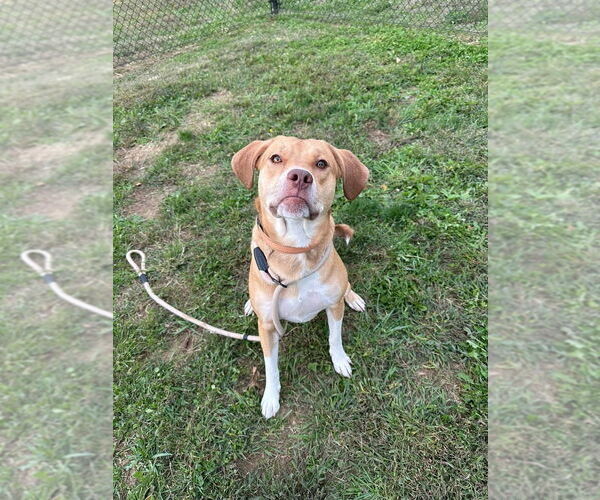 Medium Photo #2 Bogle Puppy For Sale in Evansville, IN, USA