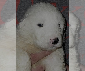 Great Pyrenees Puppy for sale in SAUNEMIN, IL, USA
