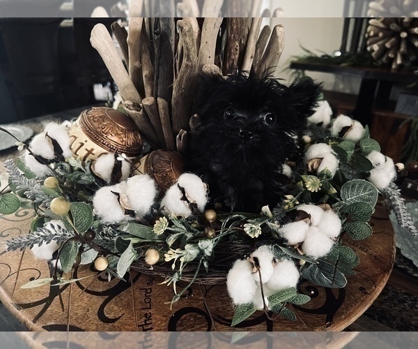 Medium Photo #4 Yorkshire Terrier Puppy For Sale in HAYWARD, CA, USA
