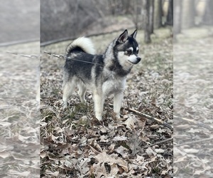 Father of the Alaskan Klee Kai-Pomsky Mix puppies born on 05/26/2025