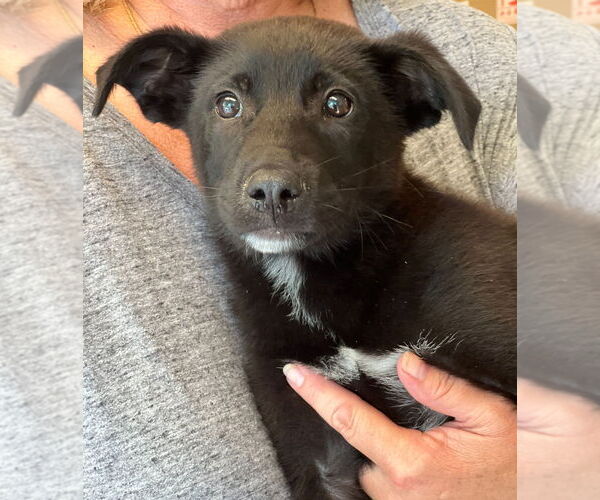 Medium Photo #2 Labrador Retriever-Unknown Mix Puppy For Sale in Dana Point, CA, USA