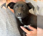 Small #1 Labrador Retriever Mix