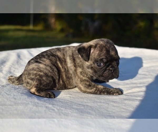 Medium Photo #4 Pug Puppy For Sale in PALM COAST, FL, USA