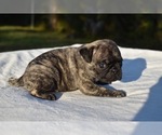 Small #3 Pug