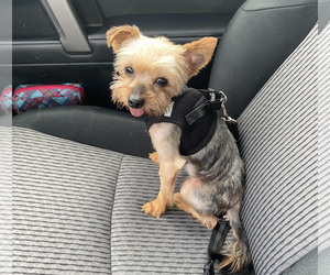 Mutt Dogs for adoption in Spring, TX, USA