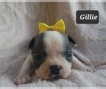 Small Photo #7 Boston Terrier Puppy For Sale in MINERAL WELLS, WV, USA