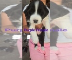 Small Photo #30 English Shepherd Puppy For Sale in NEW CASTLE, IN, USA