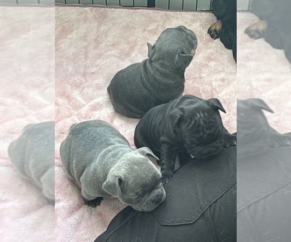 Medium Photo #3 French Bulldog Puppy For Sale in WESLEY CHAPEL, FL, USA
