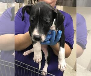 American Pit Bull Terrier Dogs for adoption in Conroe, TX, USA