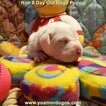 Small Photo #154 Dogo Argentino Puppy For Sale in JANE, MO, USA