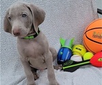 Small Photo #7 Weimaraner Puppy For Sale in NEWCASTLE, OK, USA