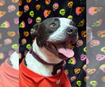 Small #2 American Pit Bull Terrier Mix