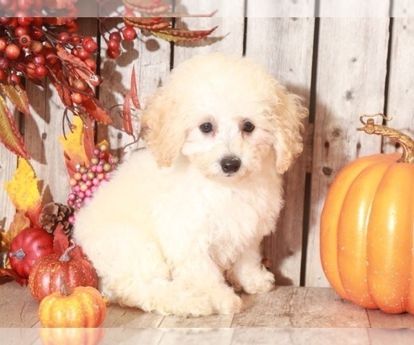 Medium Photo #1 Bichpoo Puppy For Sale in MOUNT VERNON, OH, USA