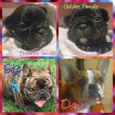 Mother of the French Bulldog puppies born on 07/25/2018