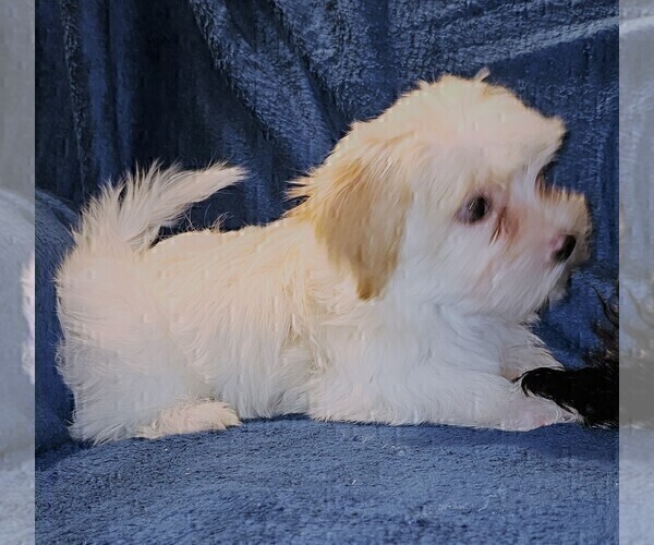 Medium Photo #18 Morkie Puppy For Sale in HOLLAND, MI, USA