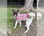 Small #5 Akita Mix