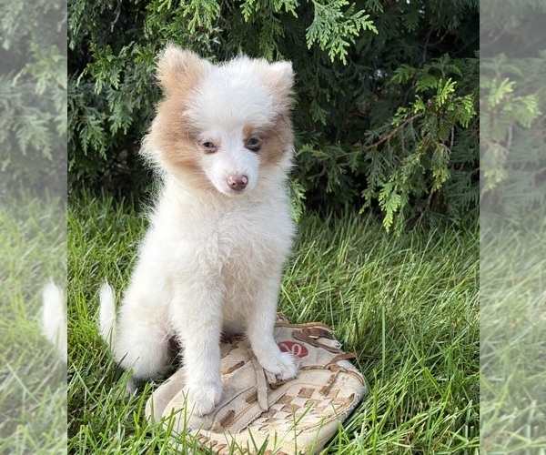Medium Photo #2 Pomeranian Puppy For Sale in MIDDLEBURY, IN, USA