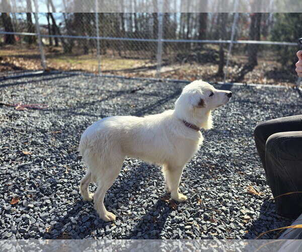 Medium Photo #5 Retriever -Unknown Mix Puppy For Sale in Albemarle, NC, USA