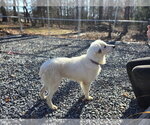 Small #4 Retriever  Mix