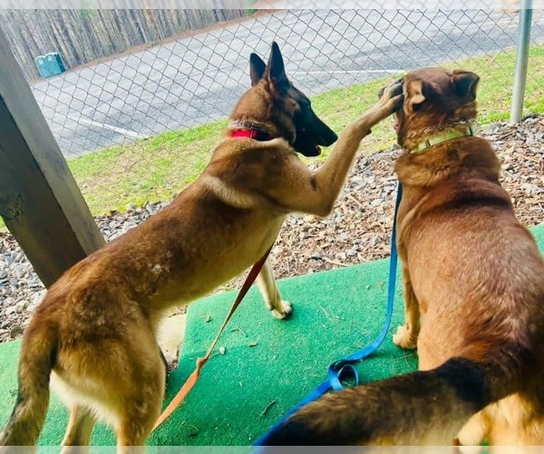 Medium Photo #3 Mutt Puppy For Sale in Imlay City, MI, USA