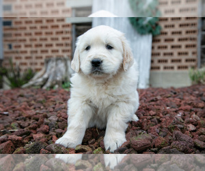 Medium English Cream Golden Retriever