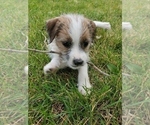 Small Photo #5 Jack Russell Terrier Puppy For Sale in IDAHO FALLS, ID, USA