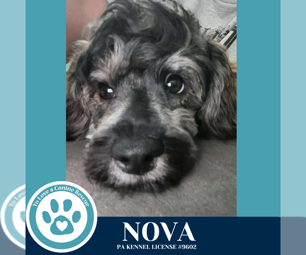 Medium Photo #2 Poodle (Miniature)-Unknown Mix Puppy For Sale in Kimberton, PA, USA