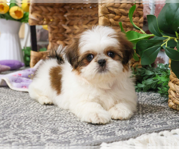 Medium Photo #6 Shih Tzu Puppy For Sale in SYRACUSE, IN, USA