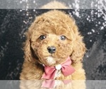 Small #4 Poodle (Toy)