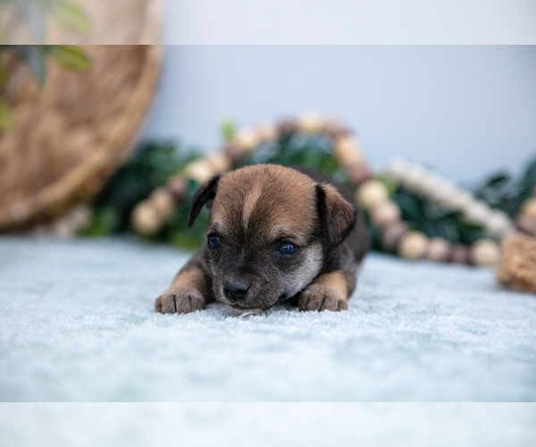 Medium Photo #14 Chihuahua-Chorkie Mix Puppy For Sale in FREDERICKTOWN, OH, USA