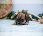 Small Photo #14 Chihuahua-Chorkie Mix Puppy For Sale in FREDERICKTOWN, OH, USA