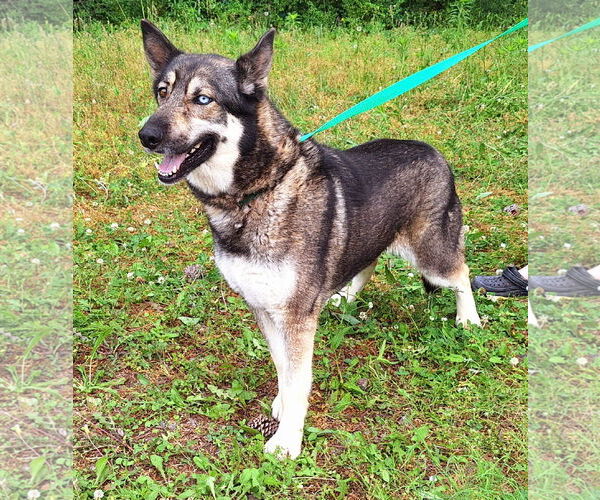 Medium Photo #2 Siberian Husky-Unknown Mix Puppy For Sale in Wetumpka, AL, USA