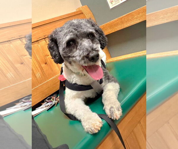 Medium Photo #4 Poodle (Miniature) Puppy For Sale in Lebanon, PA, USA