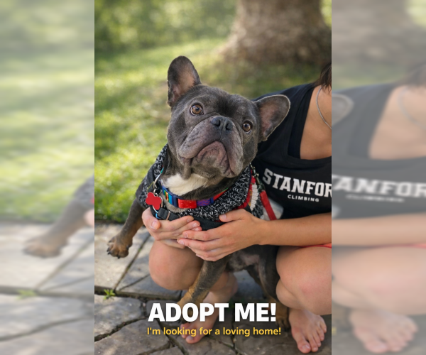 Medium Photo #1 French Bulldog Puppy For Sale in Oakley, CA, USA