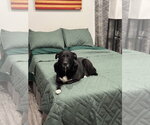 COURTESY POST: Dobby - Male Labrador Retriever-Unknown Mix Dog for Adoption - Small photo