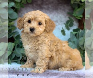 Cavachon-Poodle (Miniature) Mix Puppy for sale in GORDONVILLE, PA, USA