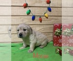 Small Photo #17 English Cream Golden Retriever Puppy For Sale in DEARBORN, MO, USA